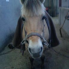 Fjordhest Dirona *SOLGT*