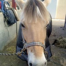 Fjordhest Dirona *SOLGT*