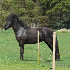 Islænder Freyja fra Tornby
