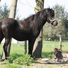 Islænder Freyja fra Tornby