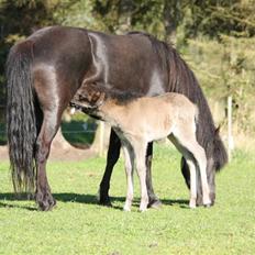Islænder Freyja fra Tornby