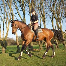 Dansk Varmblod Ann-Star