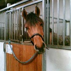 Anden særlig race Cosmos solgt 