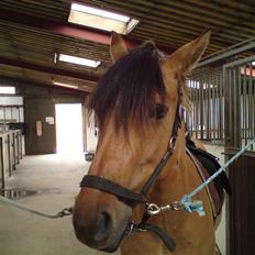 Anden særlig race Cosmos solgt 