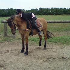 Anden særlig race Cosmos solgt 