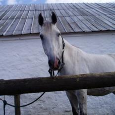 Anden særlig race Lasse - RIP -