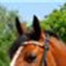 Hollandsk Sportspony Wester Aikemas Nanouk ikke i ridning mere