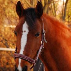 Hollandsk Sportspony Wester Aikemas Nanouk ikke i ridning mere