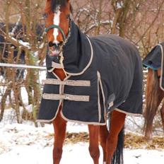 Hollandsk Sportspony Wester Aikemas Nanouk ikke i ridning mere