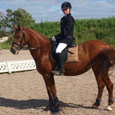 New Forest Debbie(Død)