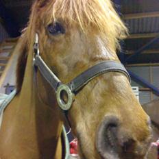 New Forest Debbie(Død)