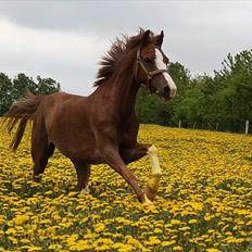 Welsh Pony (sec B) Korreborgs Verdi *SAVNET* <3