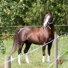 DSP Marchi  ESPH A-pony *pension*