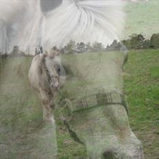 Shetlænder Sputte Gamle Part.