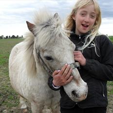 Shetlænder Sputte Gamle Part.