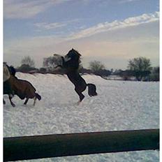 Welsh Cob (sec D) Khesjans Kandi Man