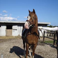 Welsh Cob (sec D) Khesjans Kandi Man