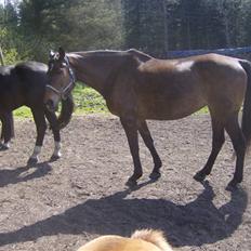 Dansk Varmblod lolitta skovgaard-solgt