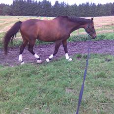 Dansk Varmblod lolitta skovgaard-solgt