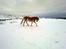 Haflinger Unika<3 Solgt!