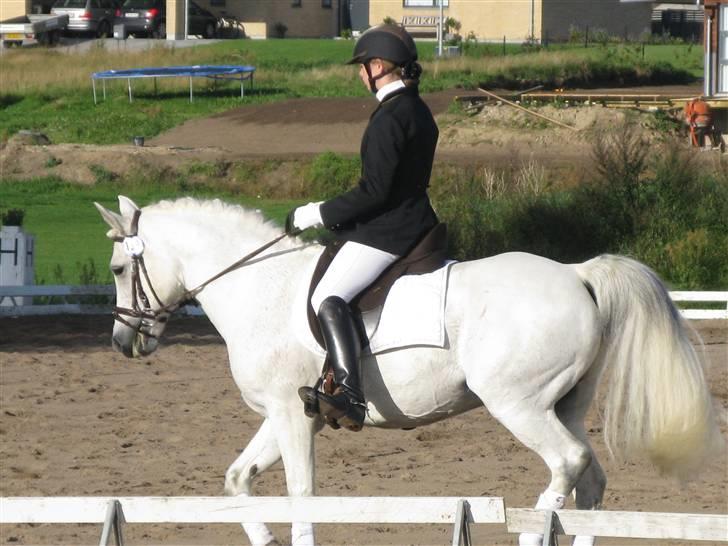 Anden særlig race Mister Elvis *solgt* - nibe cup 09:D LB1  billede 10