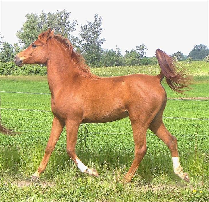 Arabisk fuldblod (OX) Flyer - 29-12-2009 billede 12