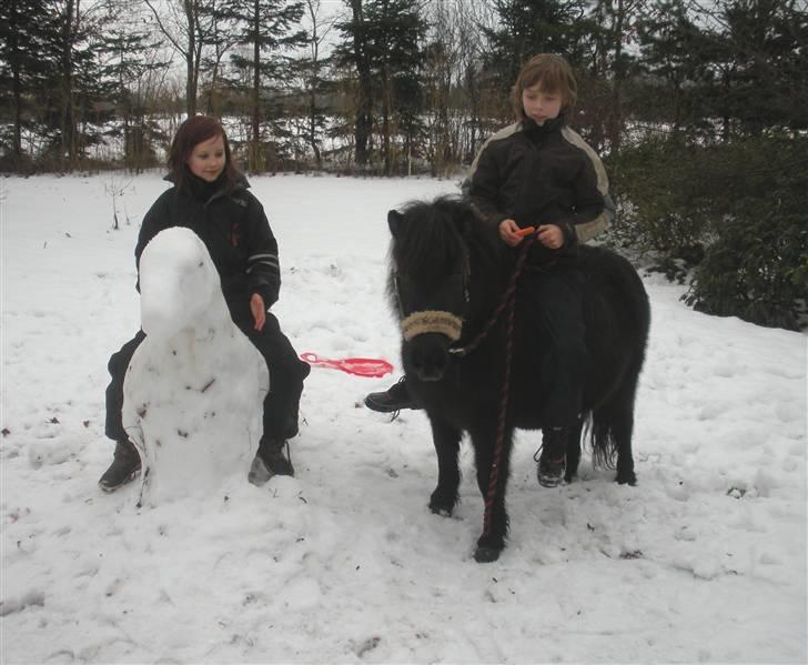 Shetlænder Melissa - Man kan velgodt blive gode venner med snehesten selv om den hverken bevæger sig eller har nogen øre:) billede 15
