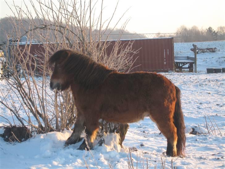 Shetlænder Lille Leif R.I.P - Hvis man kigger godt efter så kløer han maven på en træstup, uha det er godt billede 1