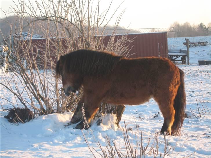 Shetlænder Lille Leif R.I.P billede 2