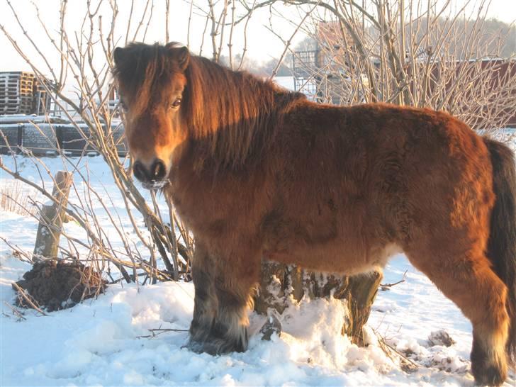 Shetlænder Lille Leif R.I.P billede 3