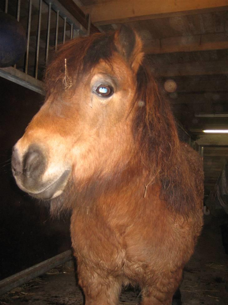 Shetlænder Lille Leif R.I.P billede 4