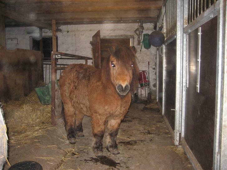 Shetlænder Lille Leif R.I.P billede 6