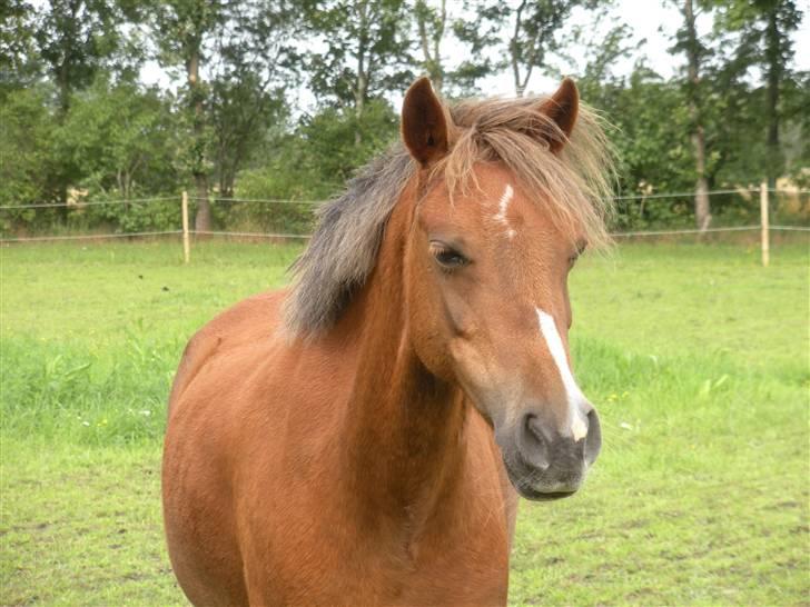 Welsh Pony (sec B) Hedebo's Cindi - Charme, selvtillid og lækkert hår! billede 14