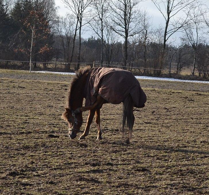 Welsh Pony (sec B) Hedebo's Cindi - Jeg tror Cindi var hund i sit tidligere liv! :-b billede 15