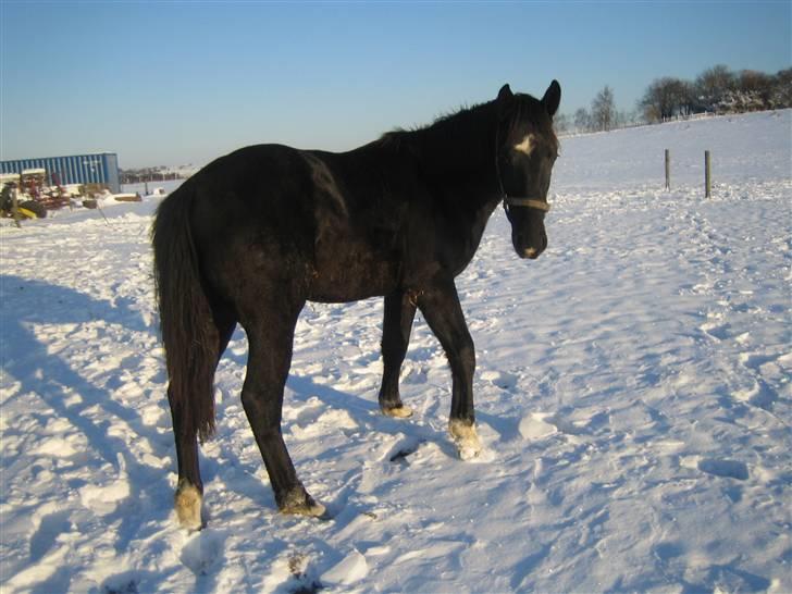 Oldenborg Pibeholms jupiter (solgt) billede 7