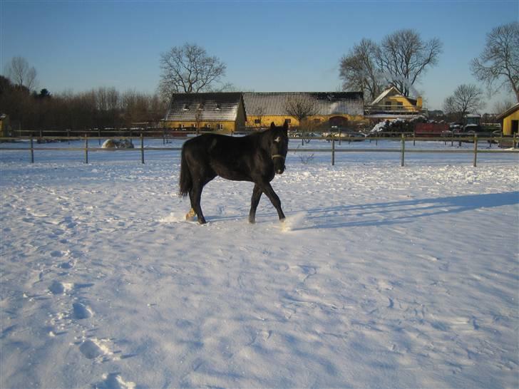 Oldenborg Pibeholms jupiter (solgt) billede 8