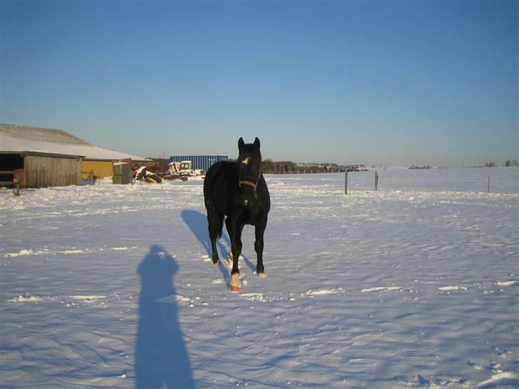 Oldenborg Pibeholms jupiter (solgt) billede 9