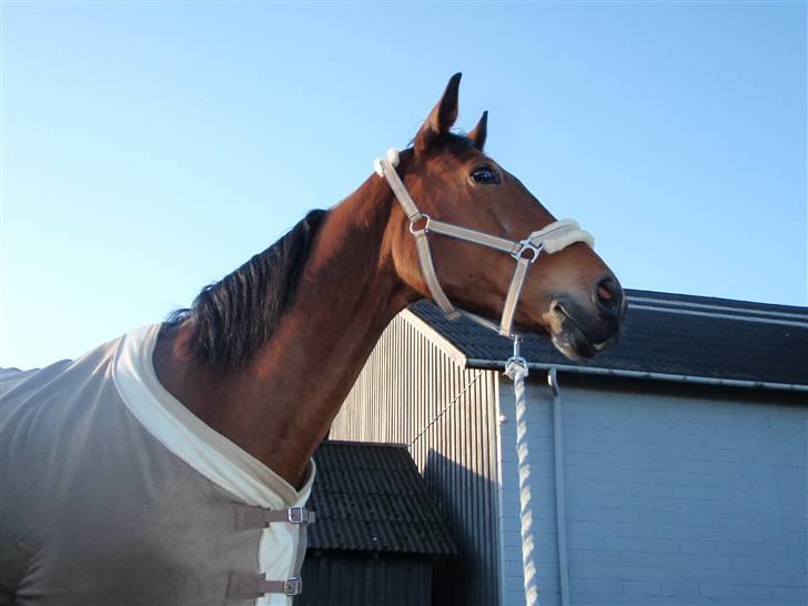 Oldenborg Sultan  - 28/12 2009 billede 14