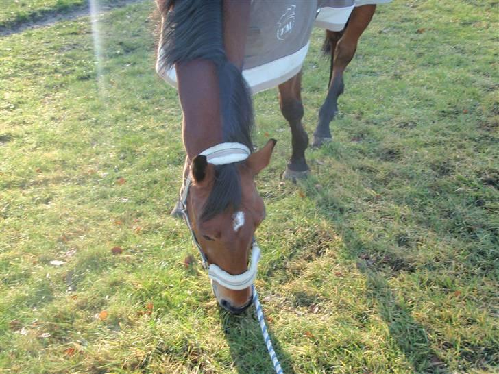 Oldenborg Sultan  - 28/12 2009 billede 15