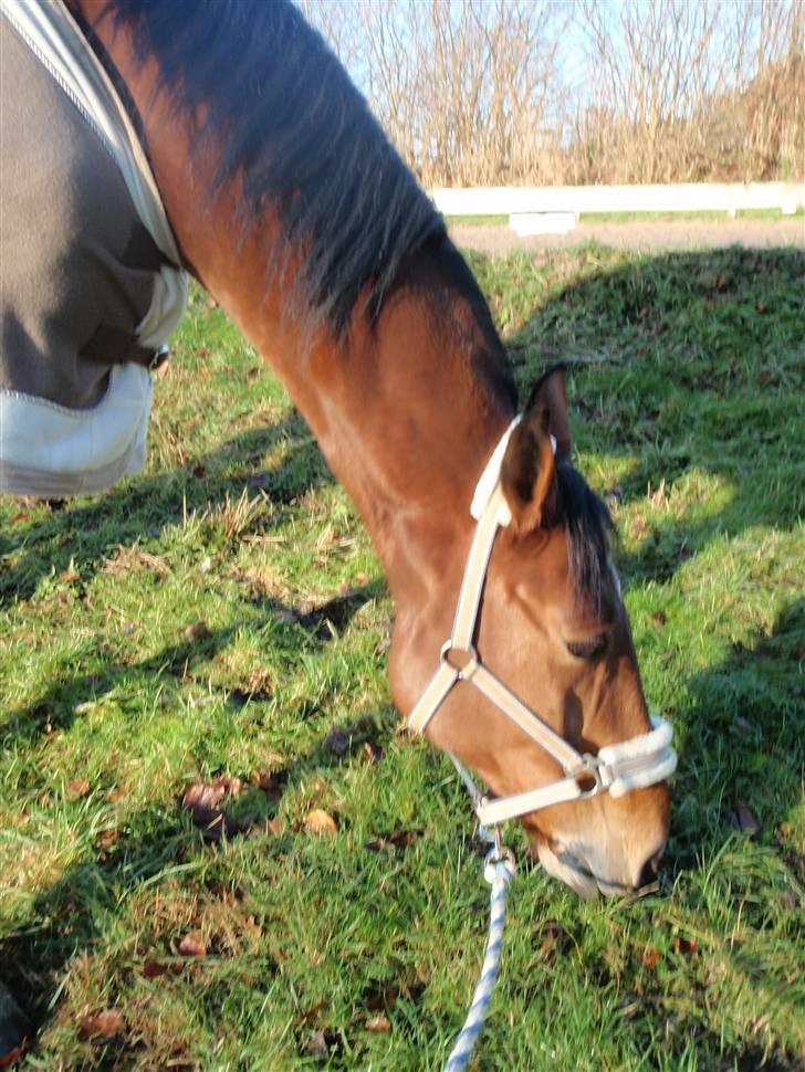 Oldenborg Sultan  - 28/12-2009 billede 16