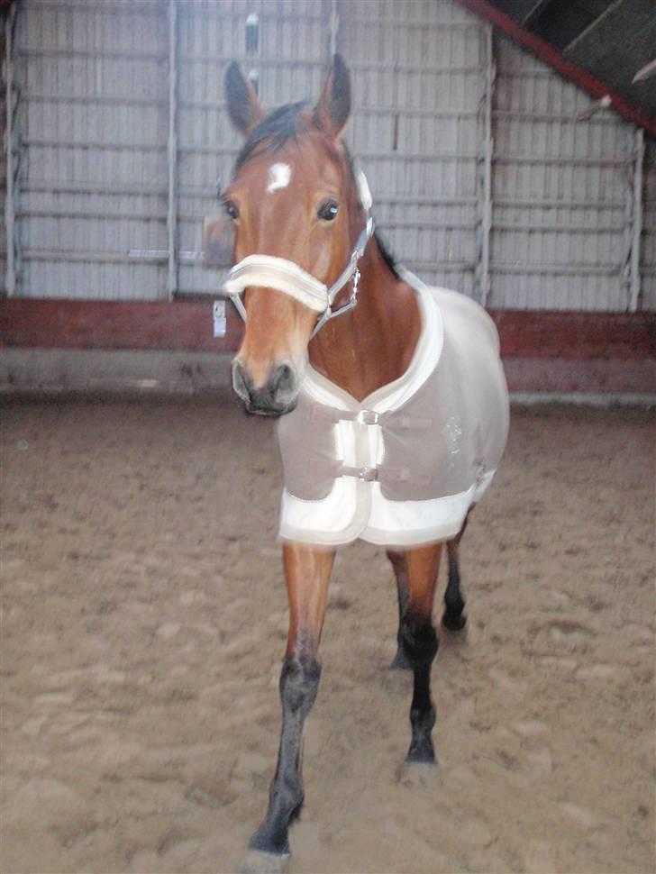 Oldenborg Sultan  - 28/12 2009 billede 17