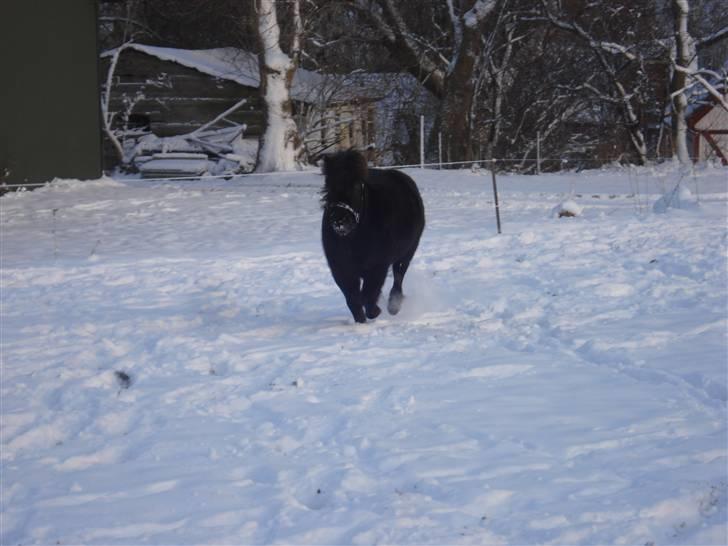 Shetlænder Speedy *Solgt og savnet* billede 10