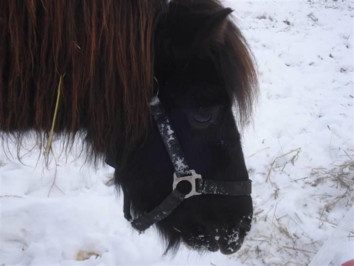 Shetlænder Speedy *Solgt og savnet* billede 11
