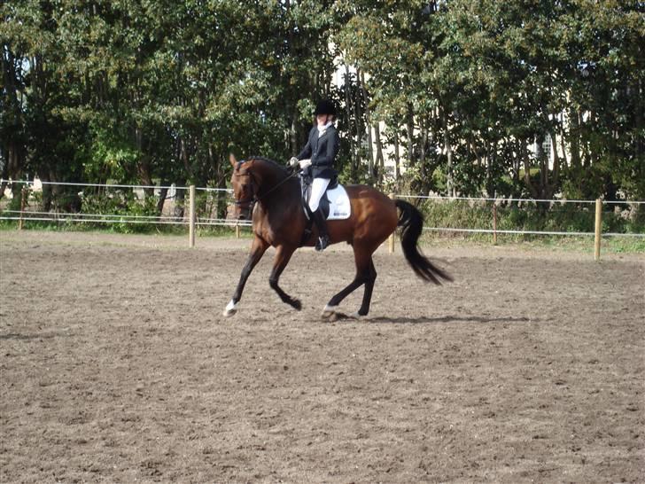 Dansk Varmblod Lillemarkens Addi billede 12