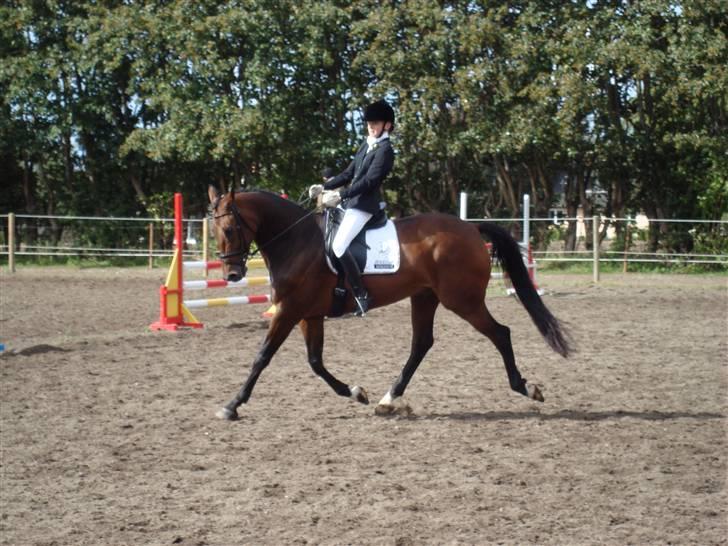 Dansk Varmblod Lillemarkens Addi billede 13