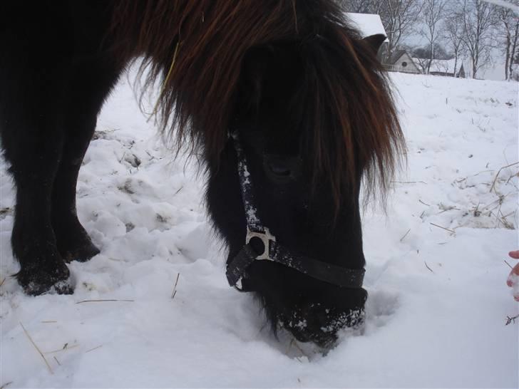Shetlænder Speedy *Solgt og savnet* billede 12
