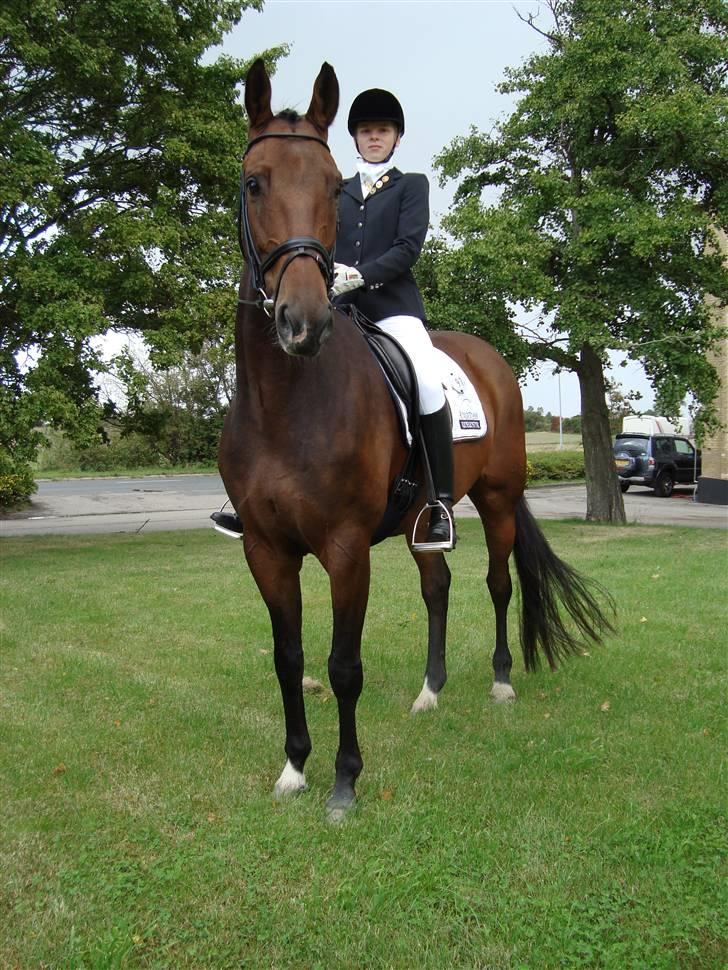 Dansk Varmblod Lillemarkens Addi billede 16