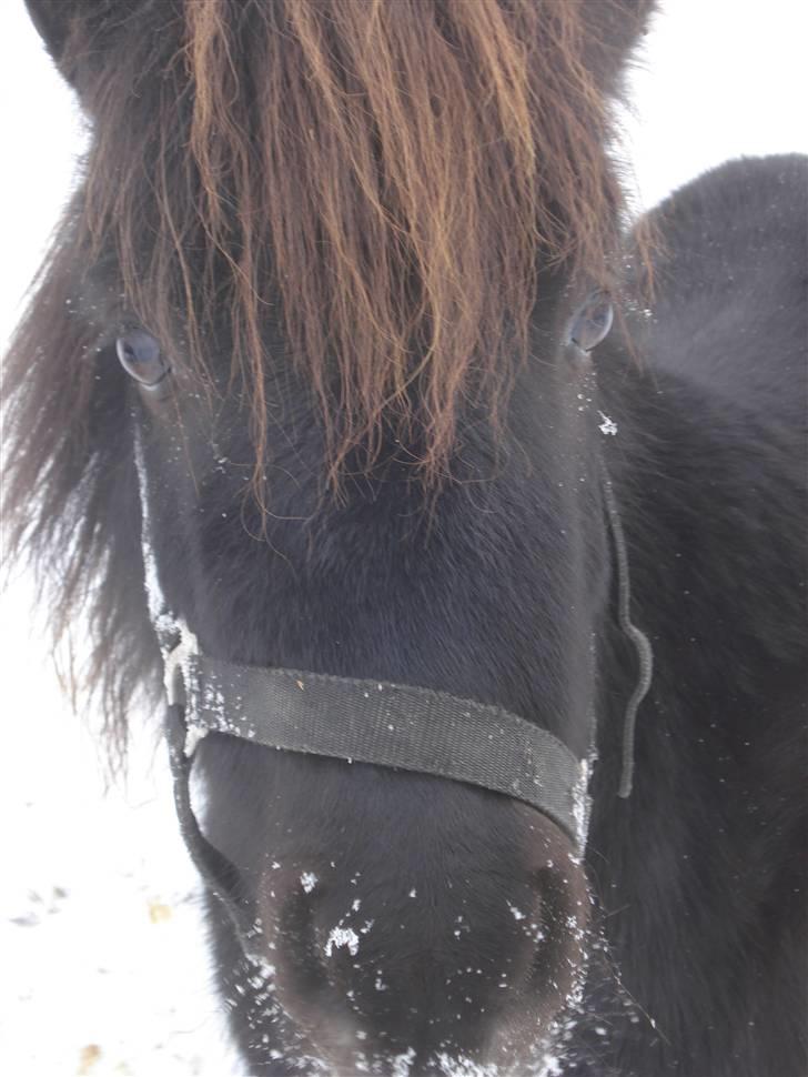 Shetlænder Speedy *Solgt og savnet* billede 13