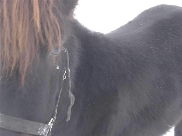 Shetlænder Speedy *Solgt og savnet* billede 14