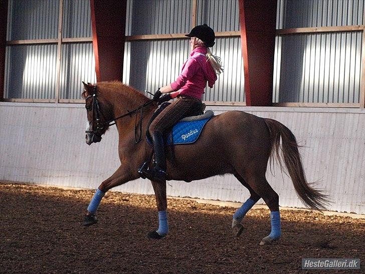 DSP Vejlebro's Pondus Solgt<3 - Dejlige dreng! Foto: Ida T  billede 6